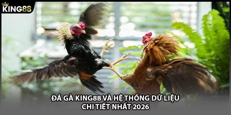 Đá gà KING88 và hệ thống dữ liệu chi tiết nhất 2026