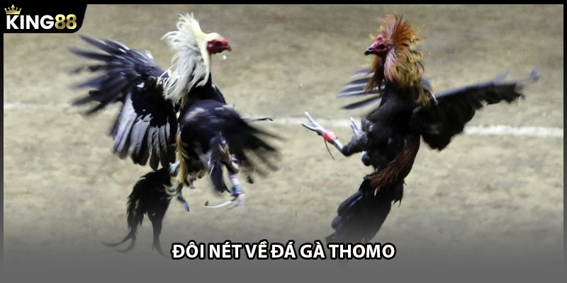 Đôi nét về đá gà Thomo