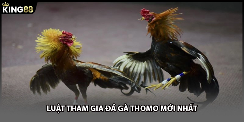 Luật tham gia đá gà Thomo mới nhất