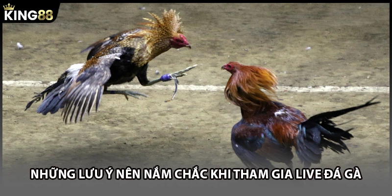Những lưu ý nên nắm chắc khi tham gia live đá gà